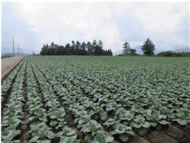 群馬県(夏秋キャベツ)