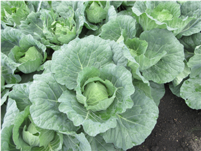 群馬県(夏秋キャベツ)