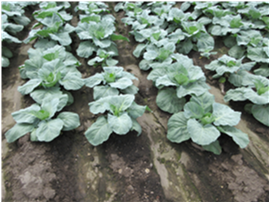 群馬県(夏秋キャベツ)