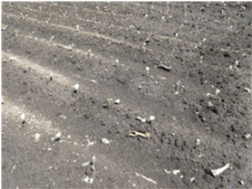 群馬県(夏秋キャベツ)