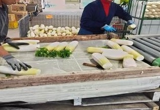 福井県(秋冬だいこん)