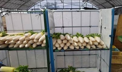 福井県(秋冬だいこん)