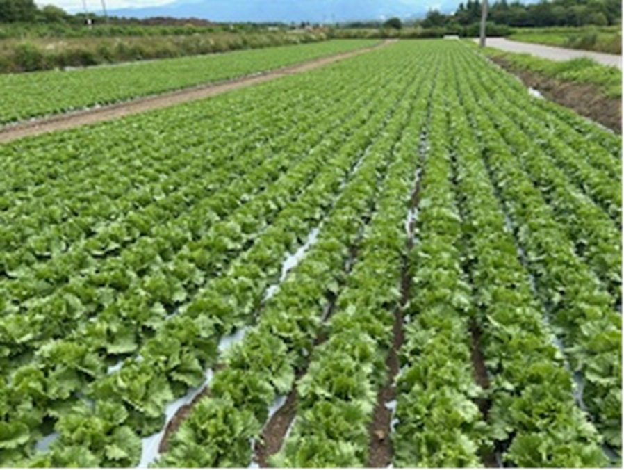 長野県(夏秋レタス)