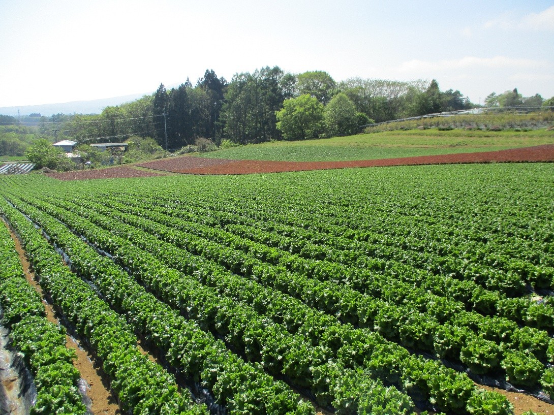 岩手県(夏秋レタス)