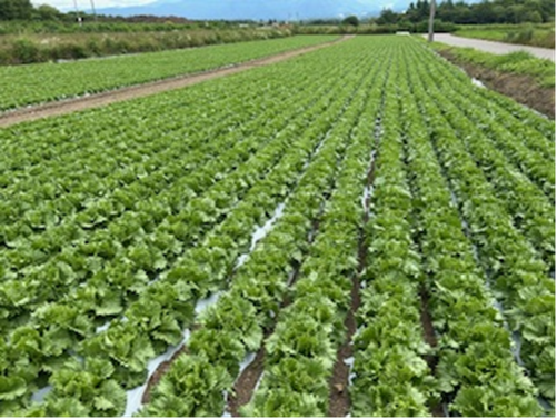 長野県(夏秋レタス)