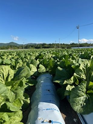 長野県(夏はくさい)