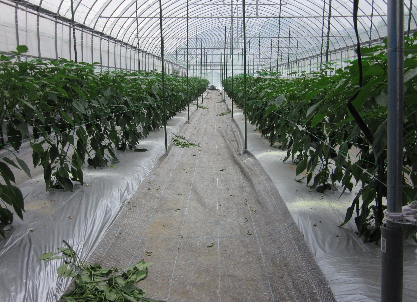 大分県(夏秋ピーマン)