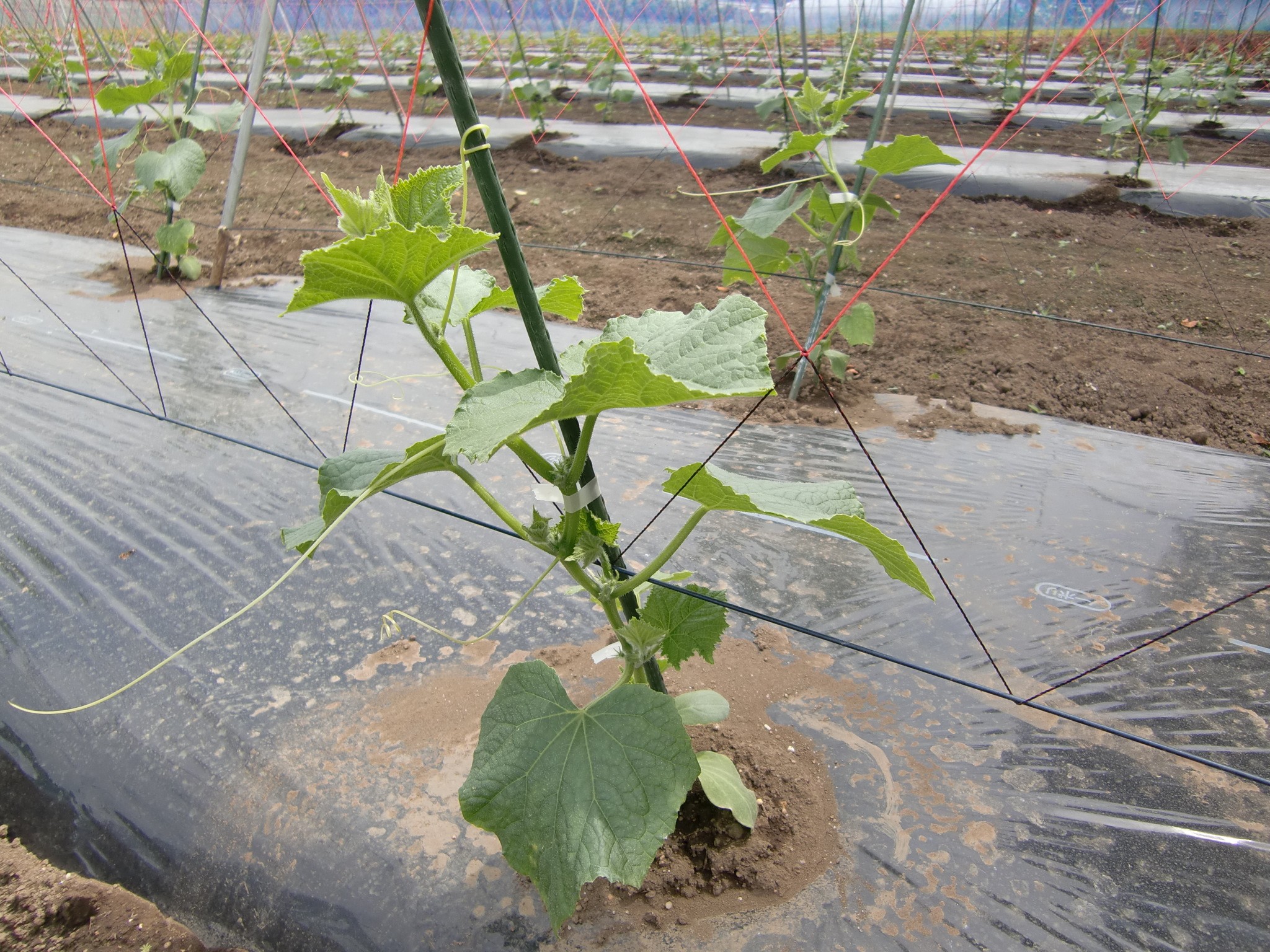 宮城県(夏秋きゅうり)