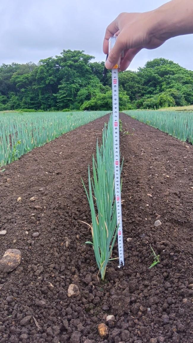 秋田県(秋冬ねぎ)