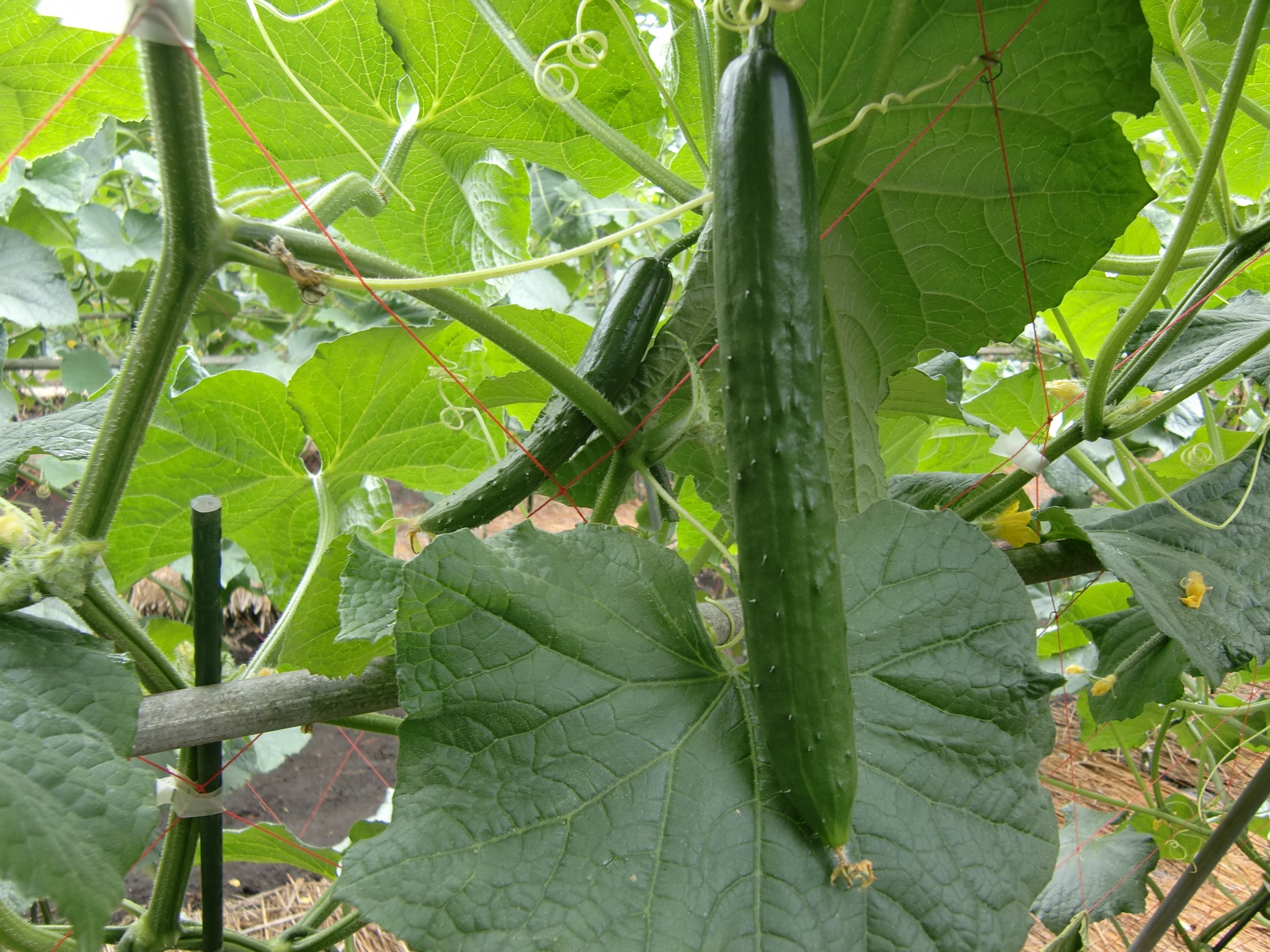 宮城県(夏秋きゅうり)