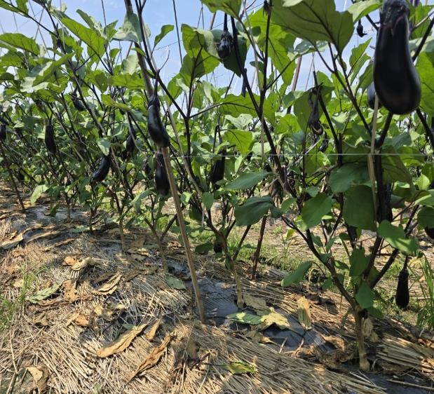 奈良県(夏秋なす)