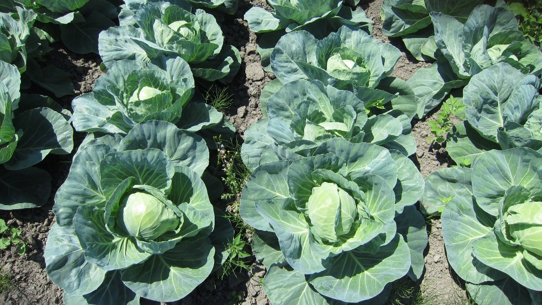 北海道(夏秋キャベツ)