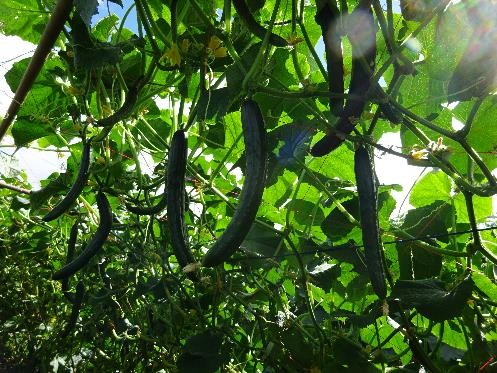 山形県(夏秋きゅうり)