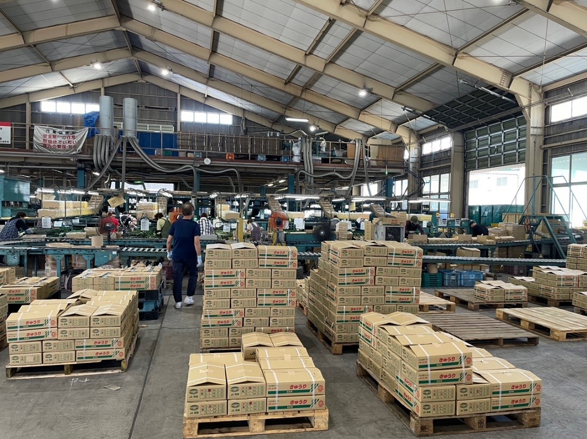 愛媛県(夏秋きゅうり)