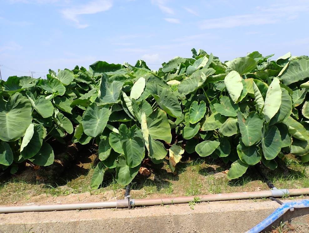 静岡県(秋冬さといも)