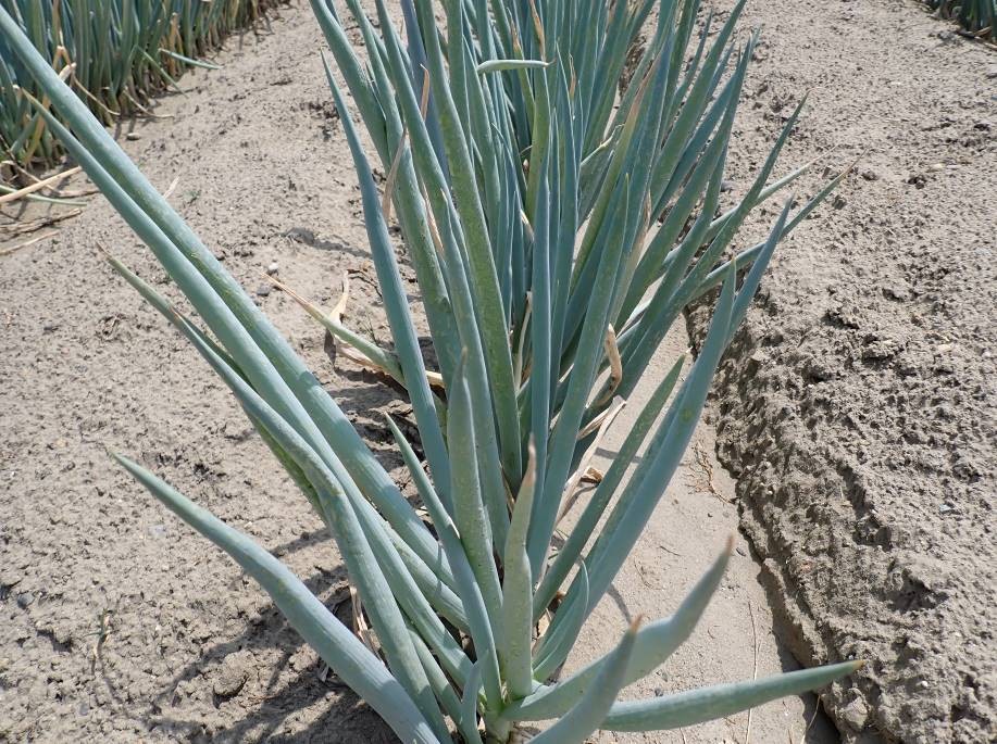 静岡県(秋冬ねぎ)