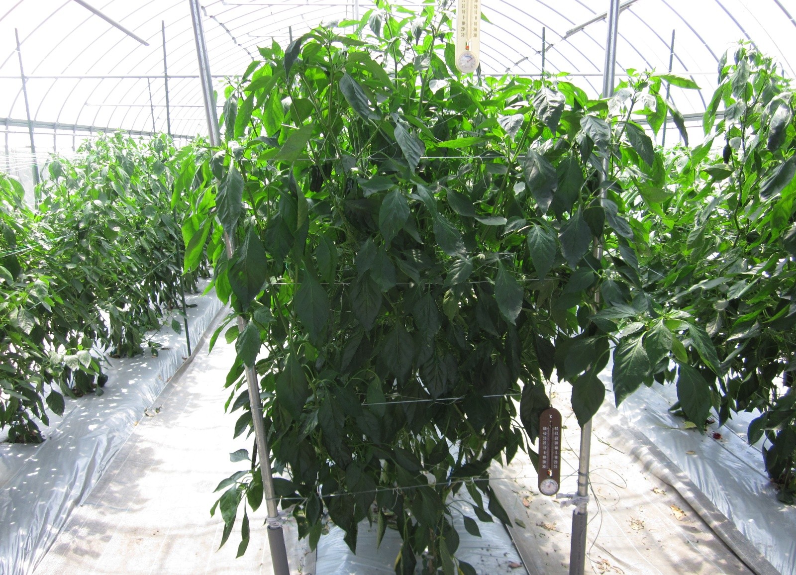 大分県(夏秋ピーマン)