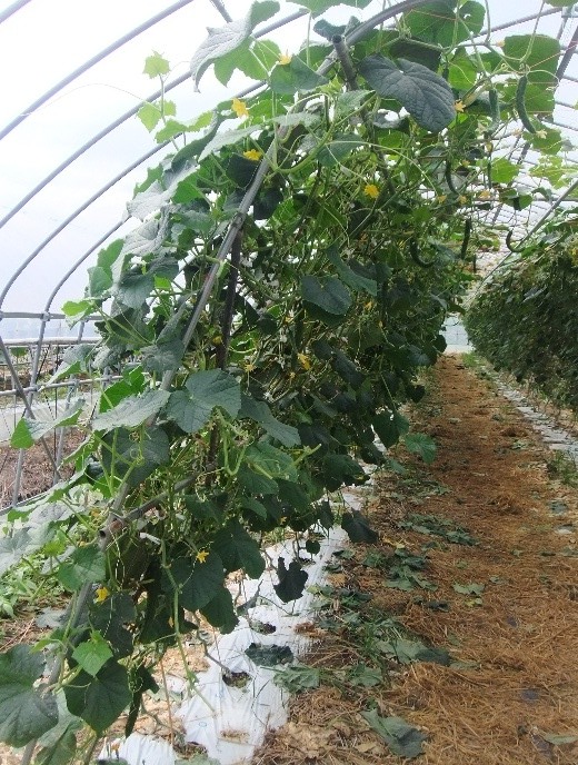 福島県(夏秋きゅうり)