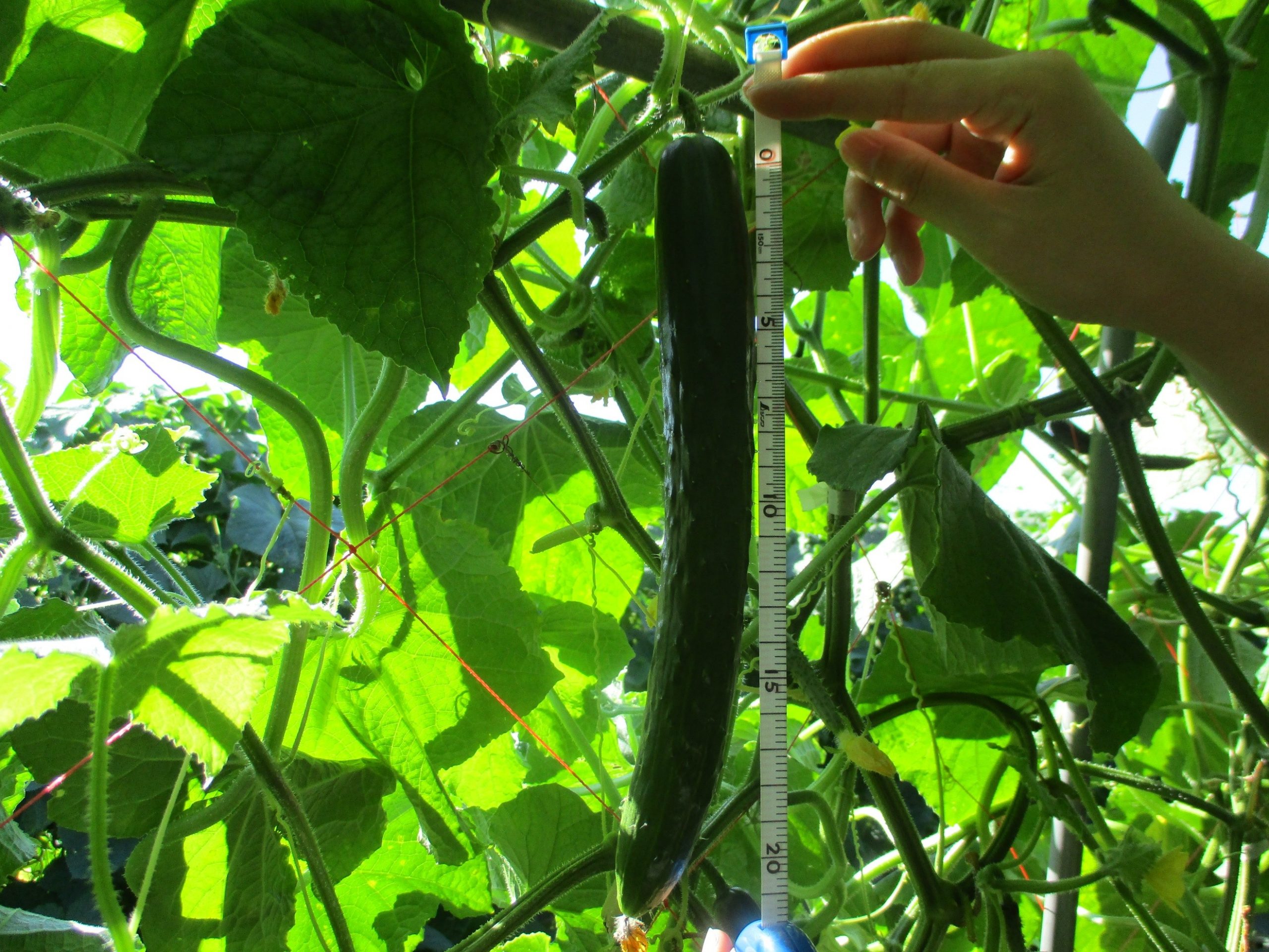 岩手県(夏秋きゅうり)