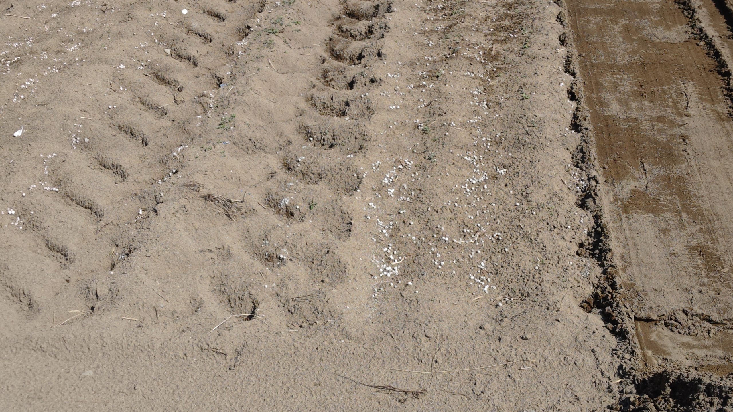 福井県(秋冬だいこん)