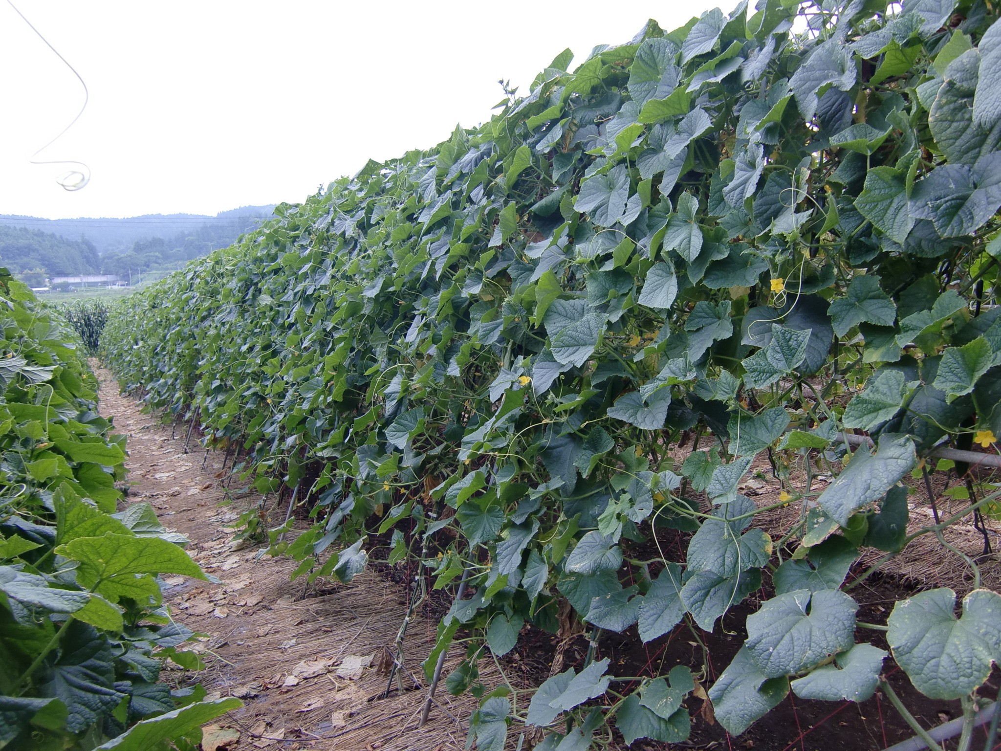 宮城県(夏秋きゅうり)