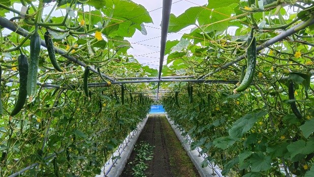 秋田県(夏秋きゅうり)