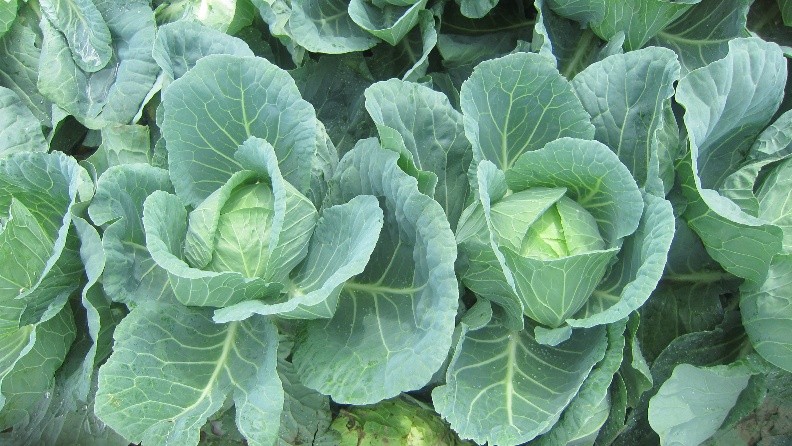 北海道(夏秋キャベツ)