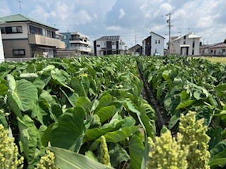 静岡県(秋冬さといも)