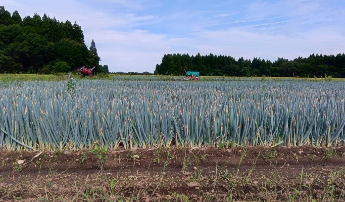 秋田県(秋冬ねぎ)