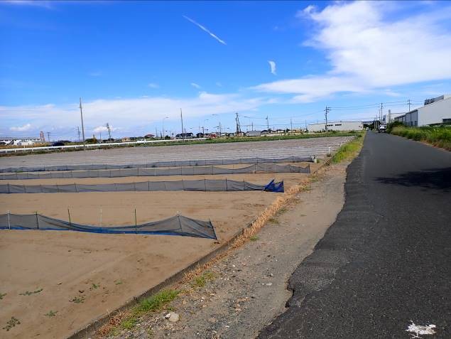 静岡県(たまねぎ)