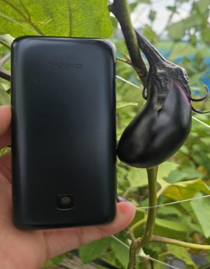 奈良県(夏秋なす)