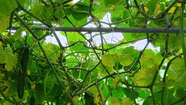 秋田県(夏秋きゅうり)