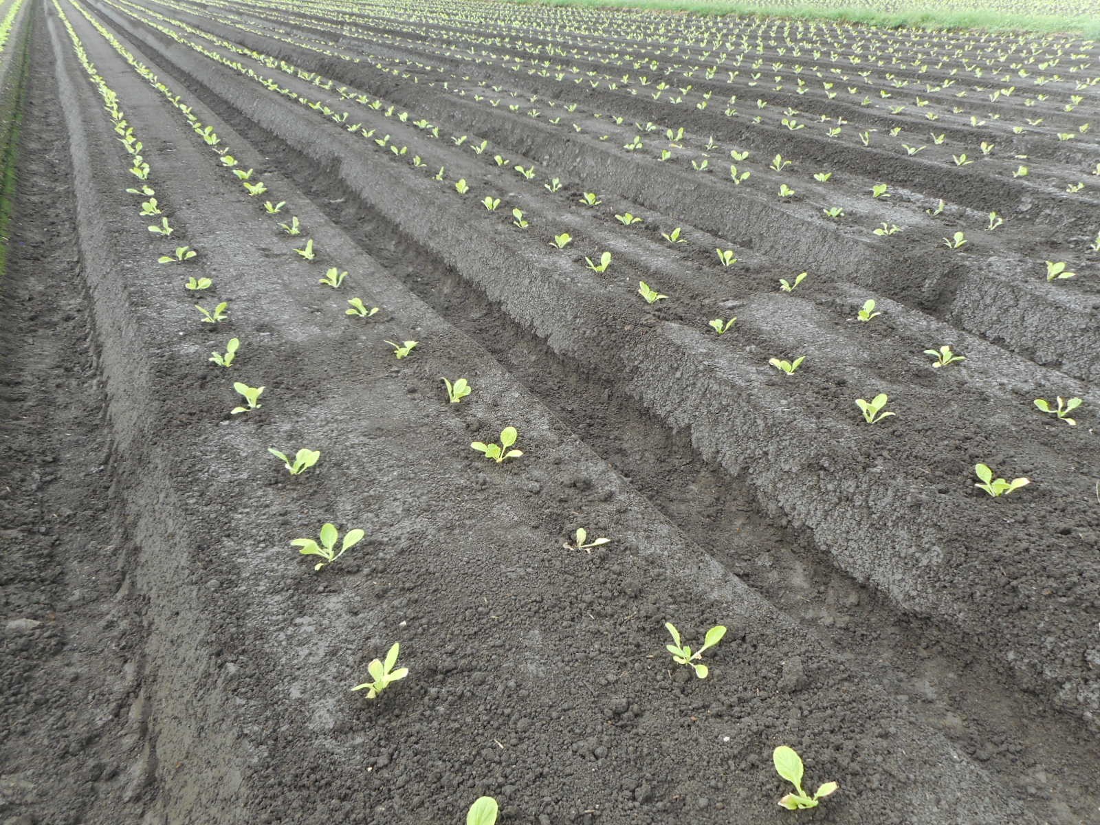 三重県(秋冬はくさい)