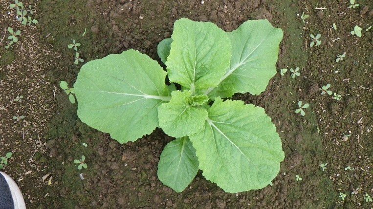 茨城県(秋冬はくさい)