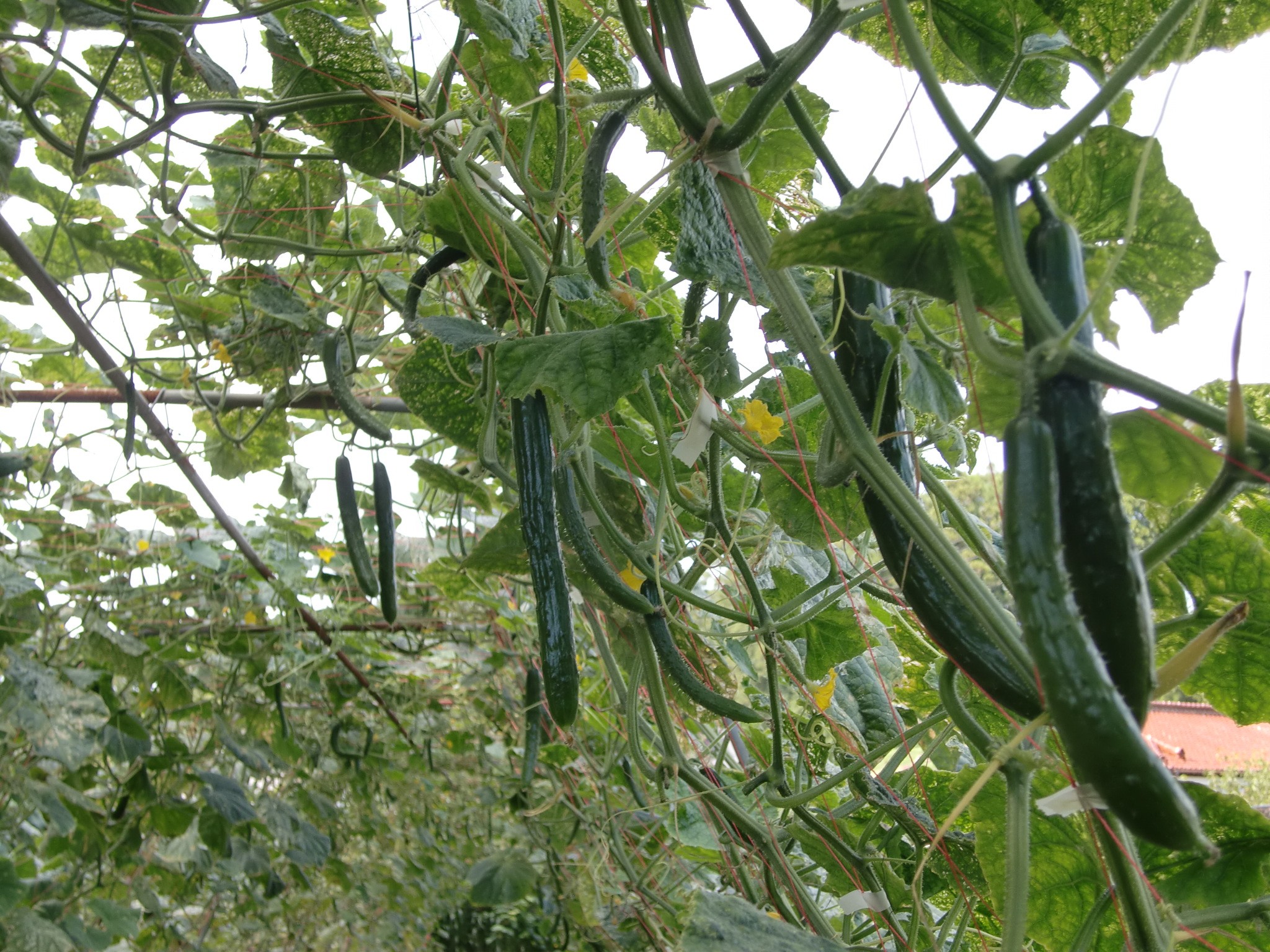 宮城県(夏秋きゅうり)