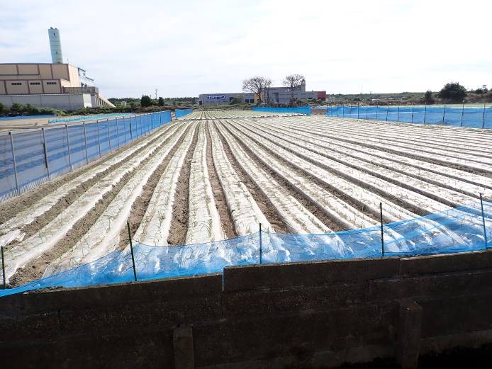 静岡県(たまねぎ)