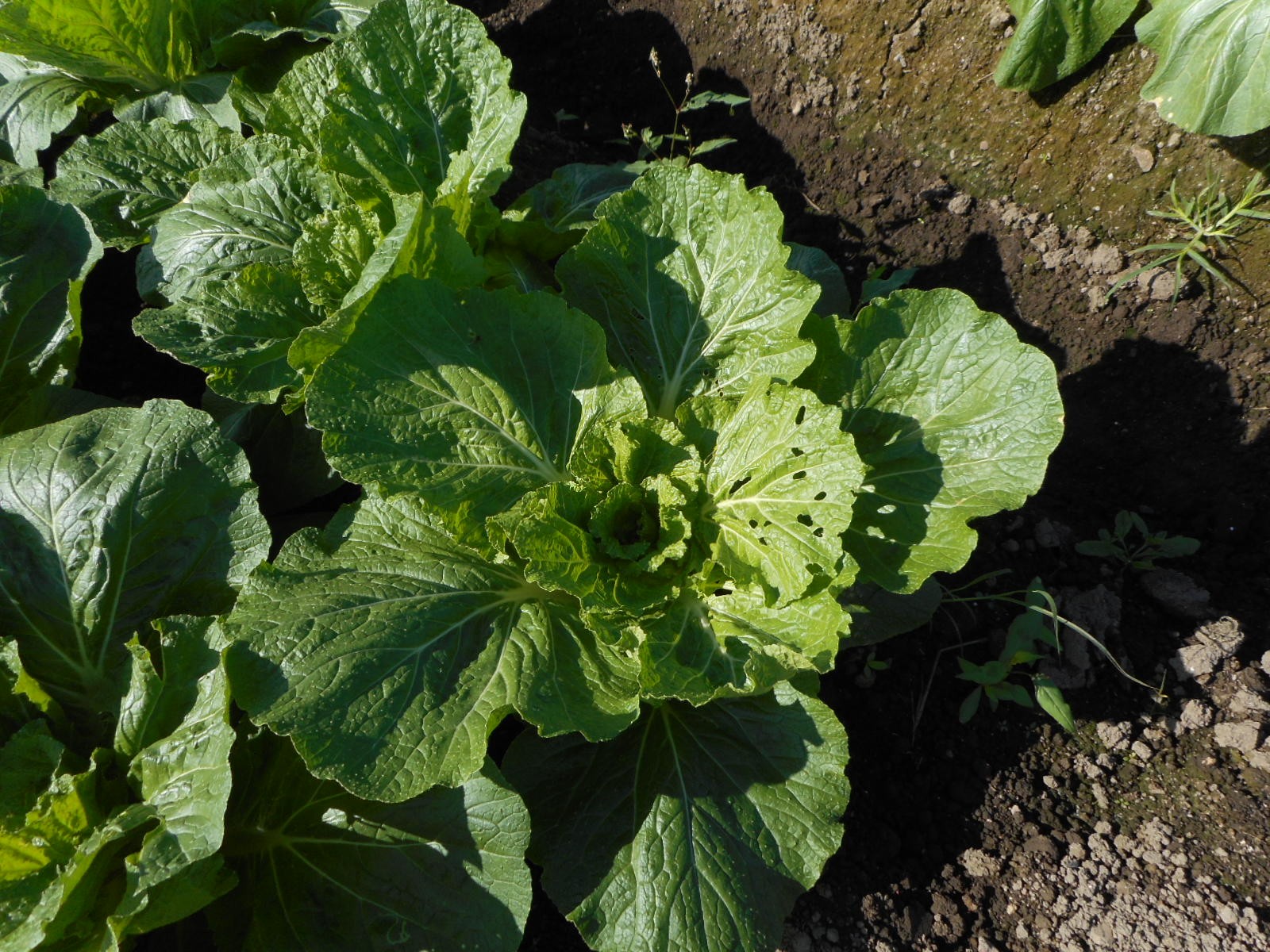 三重県(秋冬はくさい)