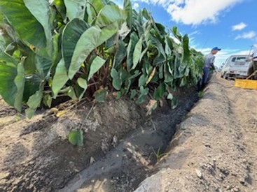 静岡県(秋冬さといも)