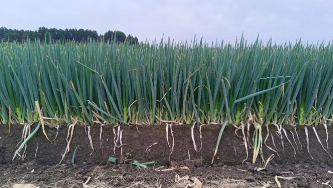 秋田県(秋冬ねぎ)