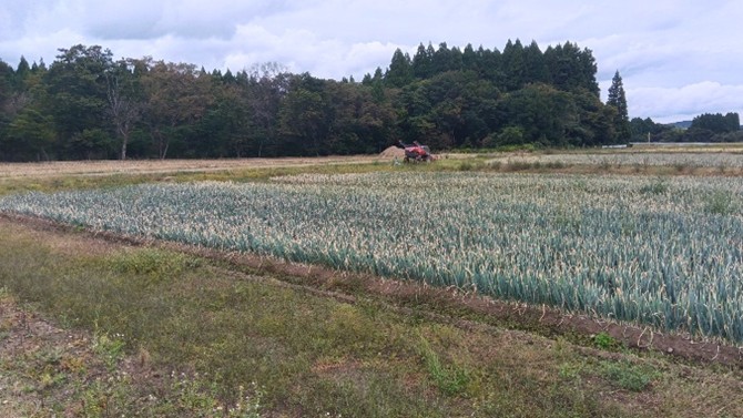 秋田県(秋冬ねぎ)