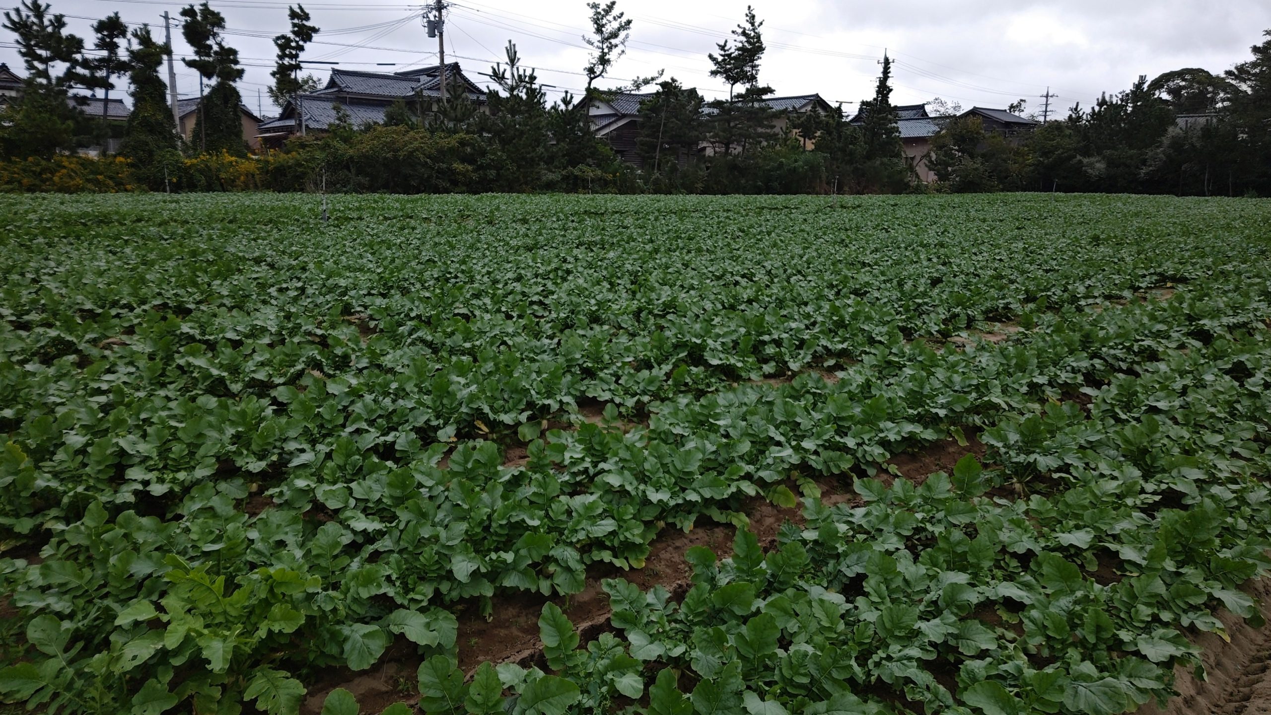 福井県(秋冬だいこん)