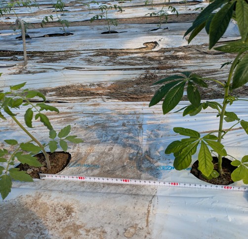 沖縄県(冬春トマト)