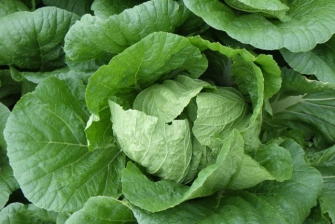 茨城県(秋冬はくさい)