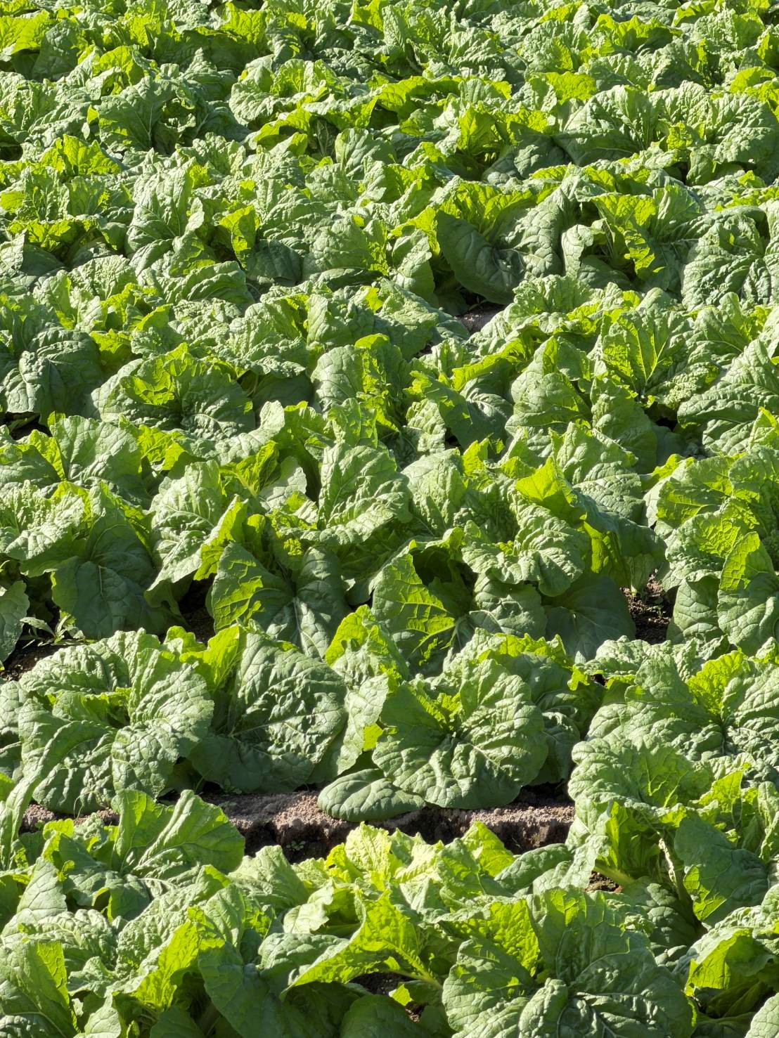 兵庫県(秋冬はくさい)