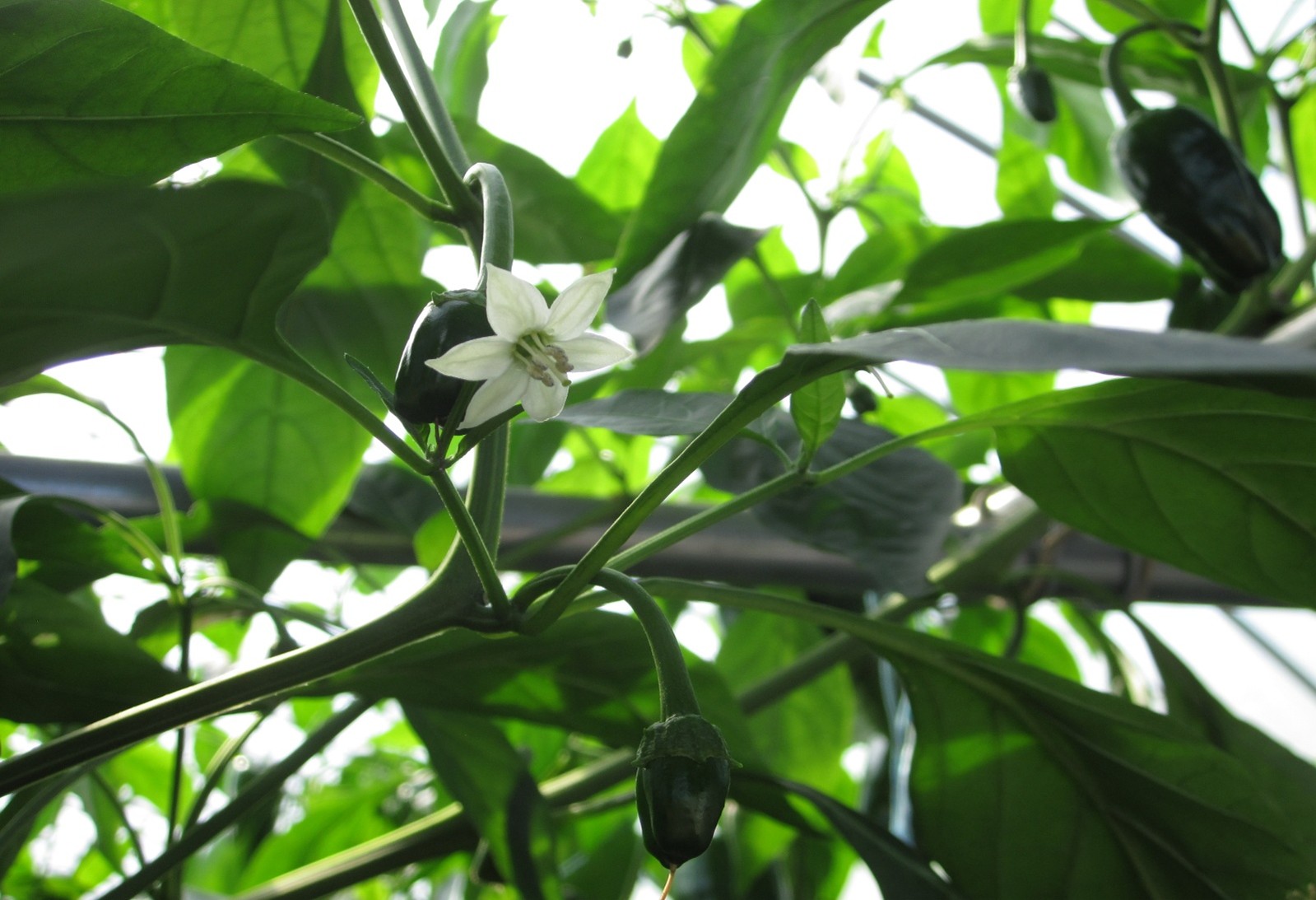 大分県(夏秋ピーマン)