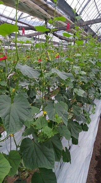 高知県(冬春きゅうり)