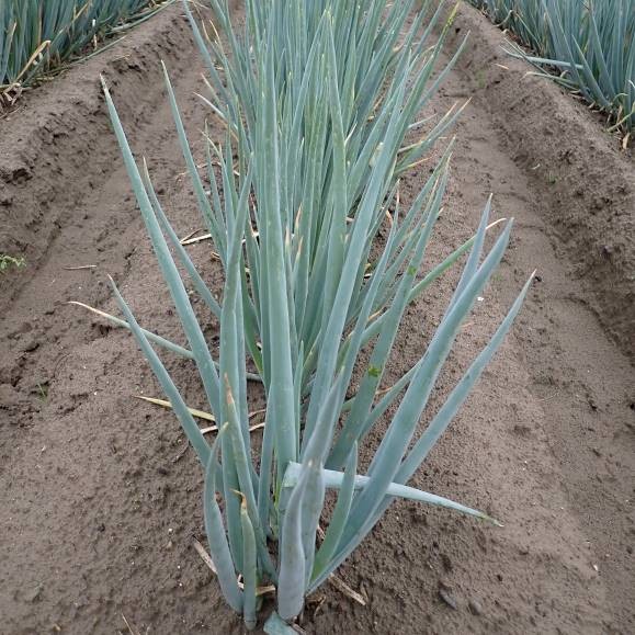 静岡県(秋冬ねぎ)