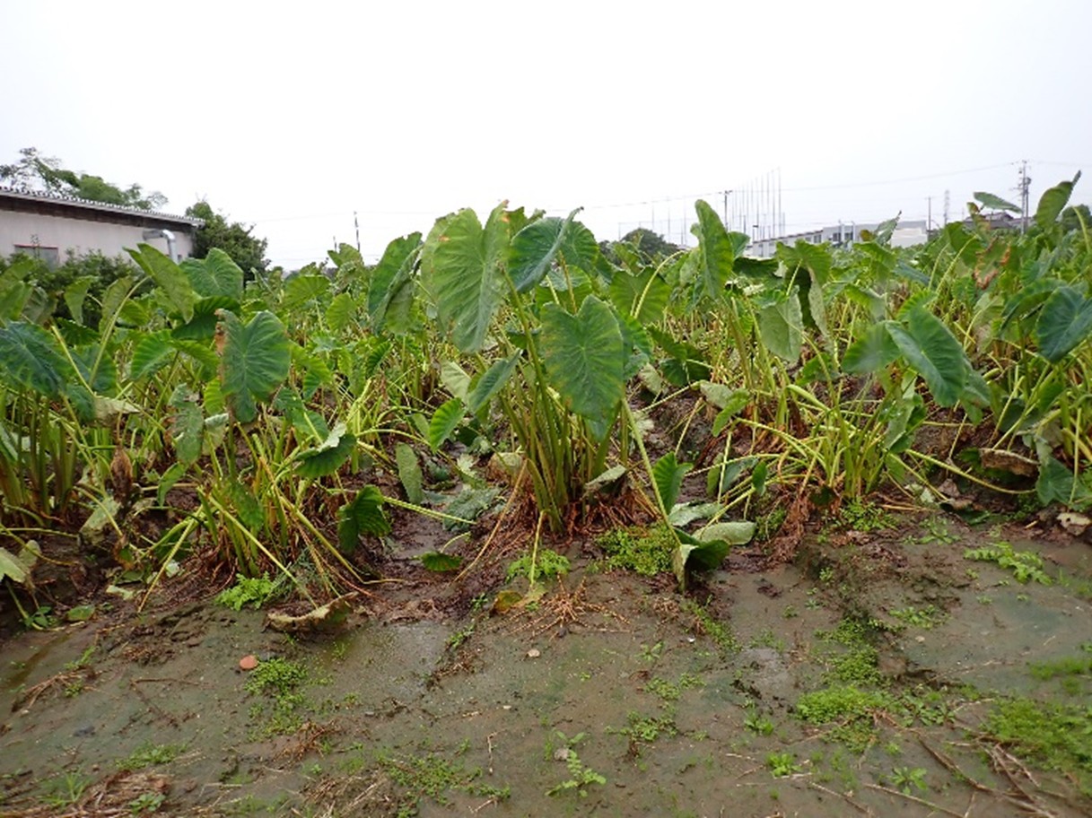 静岡県(秋冬さといも)