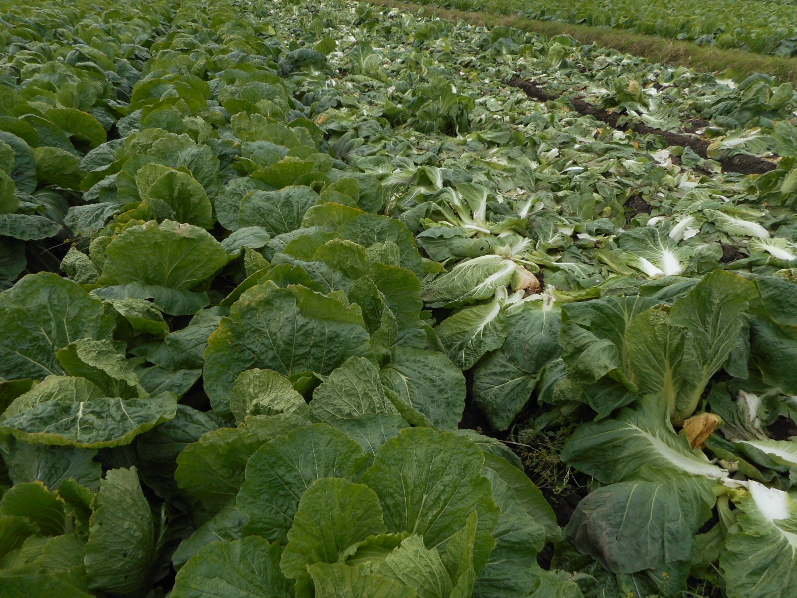 三重県(秋冬はくさい)