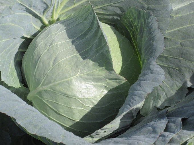 東京都(冬キャベツ)